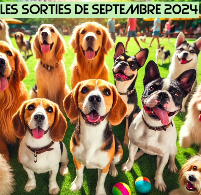 les sorties - forest pets 37 -cours collectifs